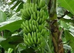 香蕉久久国产,探寻神秘国度的魅力之旅